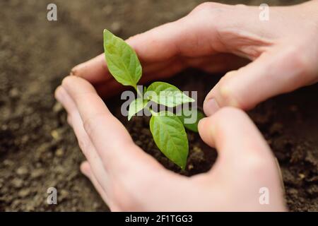 Hände Nahaufnahme Pflanze im Boden oder im Boden ein kleiner grüner Keimling einer Pflanze oder Blume. Stockfoto