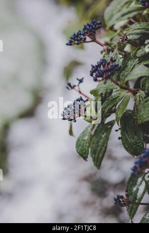 Schneeflocken fallen auf blühenden grünen Busch mit blauen Beeren während Schneesturm im Frühjahr, close up Stockfoto