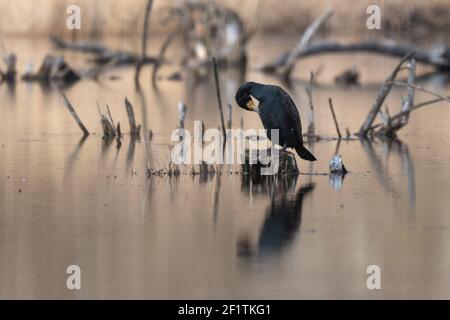 Großer Kormoran (Phalacrocorax carbo) steht auf einem Stumpf in der Mitte des Teiches und reinigt seine Federn, großer Kormoran Reflexion im Wasser Stockfoto