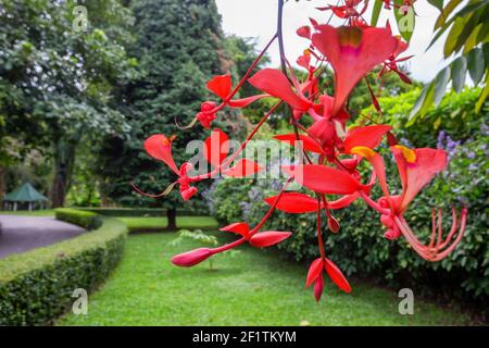 Schöne rote Stolz von Burma Blumen oder Amherstia nobilis auf Baum im Wald. Amherstia nobilis, auch bekannt als Pride of Burma, der Orchideenbaum. It Stockfoto