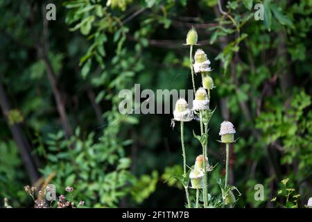 Dipsacus fullonum oder Dipsacus sylvestris, auch als wilder Teelöffel oder Fullers Teelöffel bekannt. Selektiver Fokus Stockfoto