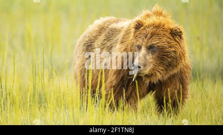 Große weibliche Grizzly Bear pausiert, während sie ihren letzten Bissen kauen Von Gras Stockfoto