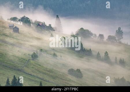 Grüne Wiese Misty Morgen. Neblige Landschaft über den Bukowina-Bergen, schöne Länder der Bukowina Stockfoto