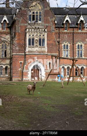 Schafe und Gänse auf dem Gelände eines alten verlassen Viktorianisches Waisenhaus Stockfoto