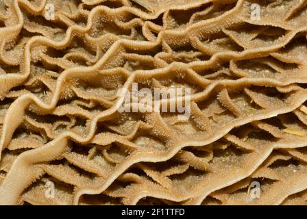 Rohes Grünes Kutteln Stockfoto