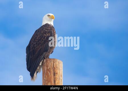 Weißkopfseeadler auf einer Stange in warmem, weichem Licht. Gedreht in Lassen County, Kalifornien, USA. Stockfoto