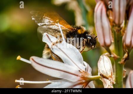 Asphodel fotografiert in der Landschaft Sardiniens mit selektivem Fokus, unscharfem Hintergrund und kleiner Schärfentiefe Stockfoto