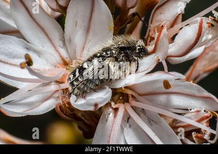 Tropinota Squalida Käfer auf Sardinien, Makrofotografie, Nahaufnahmen Stockfoto