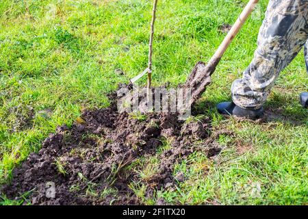 Pflanzung von Sämlingen von Obstbäumen. Ein Mann bestatbt im Frühjahr einen jungen Obstbaum im Garten mit einer Schaufel. Stockfoto