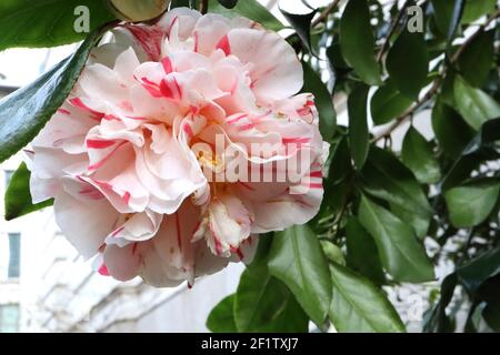 Camellia japonica ‘Chamäleon’ Camellia Chamäleon – Pfingstrose-Form weiße Kamelie mit unregelmäßigen rosa Markierungen, März, England, Großbritannien Stockfoto