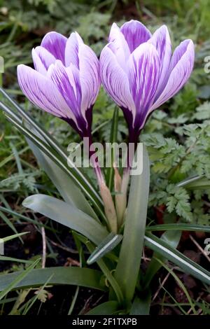 Crocus vernus ‘Pickwick’ Pickwick-Krokus – weiße Blüten mit violetten Adern, März, England, Großbritannien Stockfoto