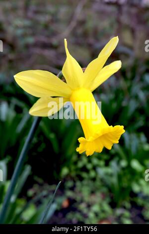 Narcissus ‘February Gold’ / Daffodil February Gold Division 6 Cyclamineus Daffodils gelbe Narzissen mit Rüschenbechern, März, England, UK Stockfoto