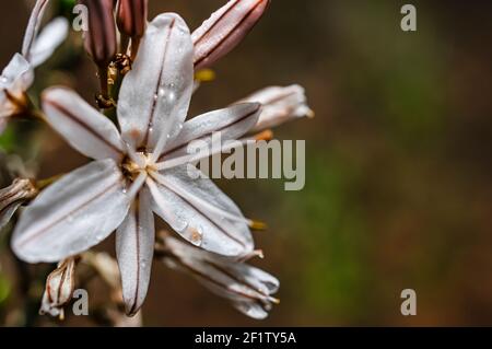 Asphodel fotografiert in der Landschaft Sardiniens mit selektivem Fokus, unscharfem Hintergrund und kleiner Schärfentiefe Stockfoto