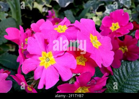 Primula polyanthus ‘Crescendo Bright Rose’ rosa Primeln mit gelben Zentren, März, England, Großbritannien Stockfoto