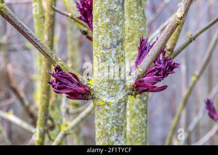 Blattknospen auf Holunderbeere, Sambucus nigra, im frühen Frühjahr. Stockfoto