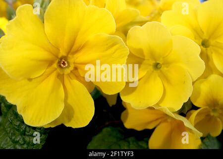 Primula vulgaris ‘Danova Lemon Yellow’ gelbe Primeln, März, England, Großbritannien Stockfoto