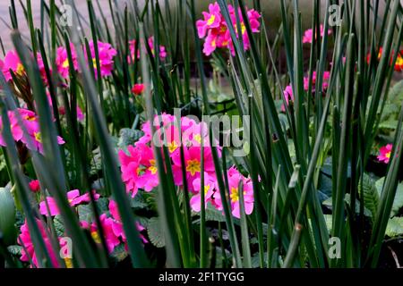 Primula polyanthus ‘Crescendo Bright Rose’ rosa Primeln mit gelben Zentren, März, England, Großbritannien Stockfoto