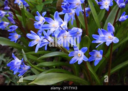 Scilla sardensis Sart squill – intensiv blaue sternförmige Blüten mit weißer Mitte, März, England, Großbritannien Stockfoto