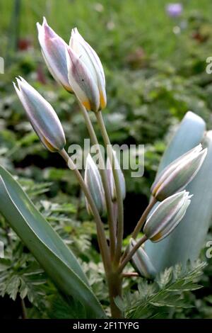 Tulipa biflora Art Tulpe 15 biflora Tulpe – weiße Tulpen mit lila und grünen Flush, gelbe Basis, März, England, UK Stockfoto