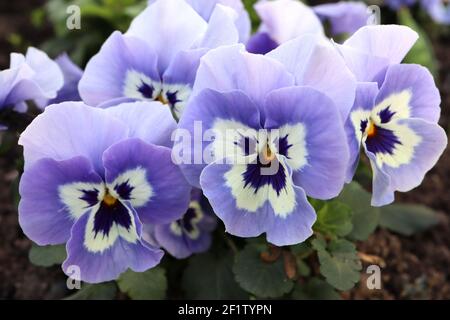 Viola ‘Sorbet Marina’ Pansy Sorbet Marina – dreifarbiger Flieder und weißer Stier mit dunkelblauen Whiskys, März, England, Großbritannien Stockfoto