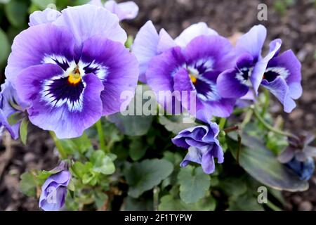 Viola ‘Sorbet Marina’ Pansy Sorbet Marina – dreifarbiger Flieder und weißer Stier mit dunkelblauen Whiskys, März, England, Großbritannien Stockfoto