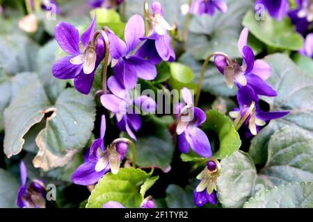 Viola odorata ‘Queen Charlotte’ Sweet violet Queen Charlotte – duftende lila Blüten und herzförmige Blätter, März, England, Großbritannien Stockfoto