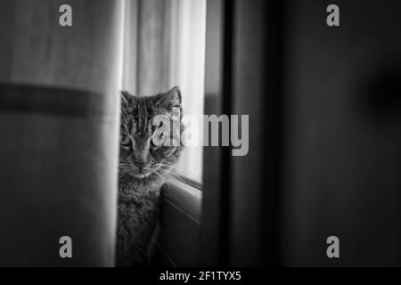 Katzenportrait, während es hinter einem Zelt im Speisesaal versteckt ist Zimmer Stockfoto