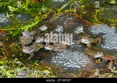 Gemeine Frösche (Rana temporaria) umgeben von Frogspawn im Gartenteich - Schottland, Großbritannien Stockfoto