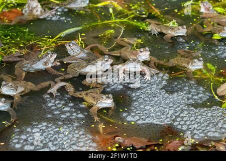 Gemeine Frösche (Rana temporaria) umgeben von Frogspawn im Gartenteich - Schottland, Großbritannien Stockfoto