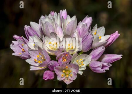 Bärlauch-Blume, Allium Ursinum, Allium Roseum, Sardinien, Makrofotografie, Nahaufnahme Stockfoto