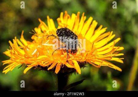 Tropinota Squalida Käfer auf Sardinien, Makrofotografie, Nahaufnahmen Stockfoto