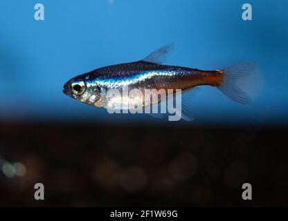 Neonsalmler (Paracheirodon innesi) im tropischen Süßwasseraquarium Stockfoto