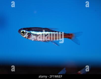 Neonsalmler (Paracheirodon innesi) im tropischen Süßwasseraquarium Stockfoto