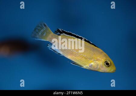 Labidochromis caeruleus ist ein Buntbarsch aus dem Malawisee in Ostafrika. Es ist auch bekannt als lemon Yellow Lab, der blaue Streifen Hap, die elektrische gelb Stockfoto