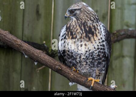 Nahaufnahme des Rotschwanzhackes (Buteo jamaicensis), aufgenommen im Ecomuseum, Zoologischer Park in Sainte-Anne-de-Bellevue, Québec Stockfoto