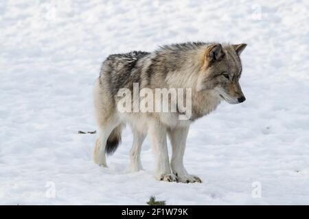 Grauer Wolf (Canis lupus) im Winter, aufgenommen im Ecomuseum, Zoologischer Park in Sainte-Anne-de-Bellevue, Québec, aufgenommen im Ecomuseum, Zoologischer Park in Sainte Stockfoto