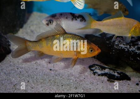 Bunte Koi-Fische (japanischer Karpfen) im Süßwasseraquarium Stockfoto