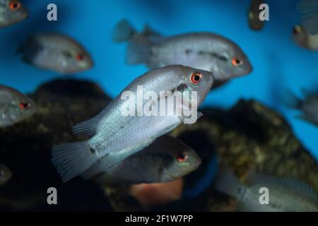 Herotilapia multispinosa (Regenbogen Cichlid) juvenil im tropischen Süßwasseraquarium Stockfoto