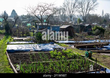 Blick über eine Zuteilungsstelle im frühen Frühjahr mit Hochbetten mit überwinternden breiten Bohnen und Zwiebeln und rustikalen Schuppen. Stockfoto