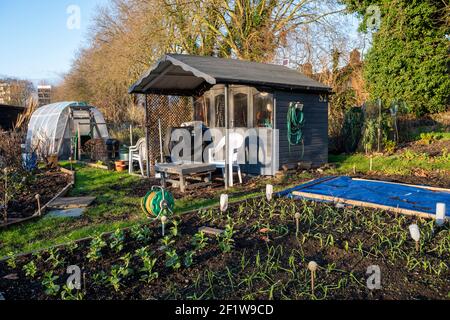 Eine Zuteilung im Januar mit Hochbeeten mit überwinternden Saubohnen und Zwiebeln und einem rustikalen Schuppen. Stockfoto