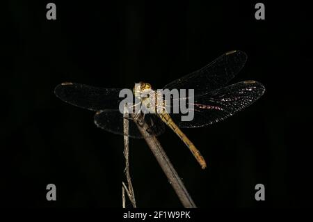 Libellen Makrofotografie in der Landschaft von Sardinien Italien, insbesondere, Details Stockfoto