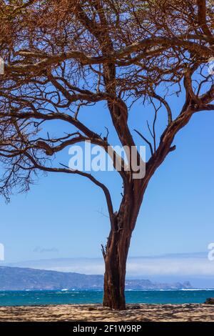Baum am Strand, Baldwin Beach Park - Paia, Maui, Hawaii, USA Stockfoto