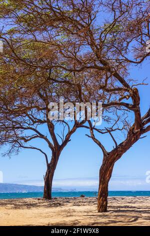 Baum am Strand, Baldwin Beach Park - Paia, Maui, Hawaii, USA Stockfoto