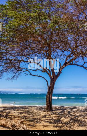 Baum am Strand, Baldwin Beach Park - Paia, Maui, Hawaii, USA Stockfoto