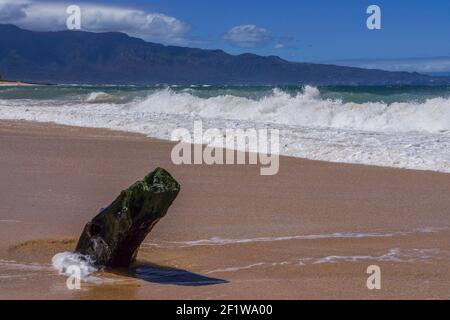 Log in the Sand, Baldwin Beach Park - Paia, Maui, Hawaii, USA Stockfoto