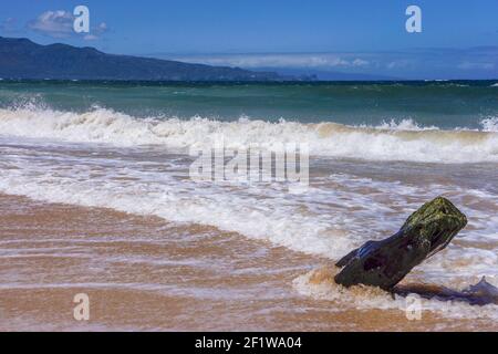 Log in the Sand, Baldwin Beach Park - Paia, Maui, Hawaii, USA Stockfoto
