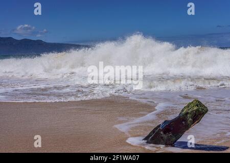 Log in the Sand, Baldwin Beach Park - Paia, Maui, Hawaii, USA Stockfoto