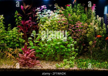 Süßwasseraquarium voll mit grünen und roten Unterwasserpflanzen und Fische Stockfoto