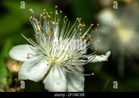 Gemeine Myrtenblume fotografiert in Sardinien, Stelzen, Details Stockfoto