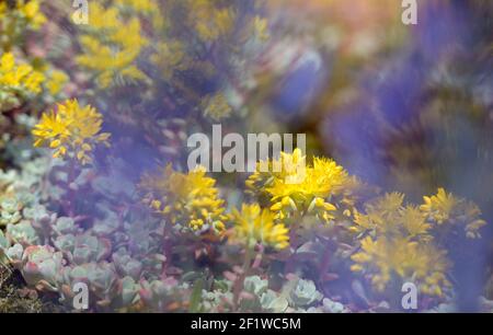 Breitblättriger Steinkropf (Sedum spathulifolium), Portland Island, British Columbia, Kanada Stockfoto